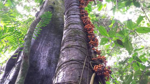 Low angle view of tree in forest