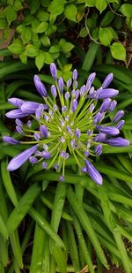 Close-up of purple flowering plant