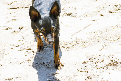 Portrait of dog on sand at beach