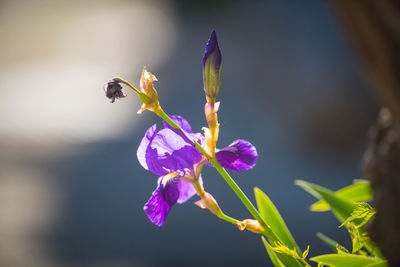 Close-up of insect on purple flower