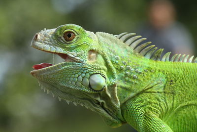 Close-up of iguana