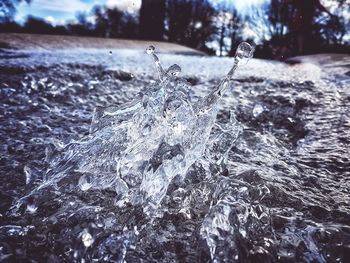 Close-up of tree against water