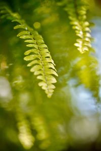 Close-up of fern leaves