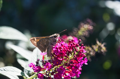 Close-up of butterfly pollinating on pink flower