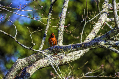 Close-up of bird perching on branch