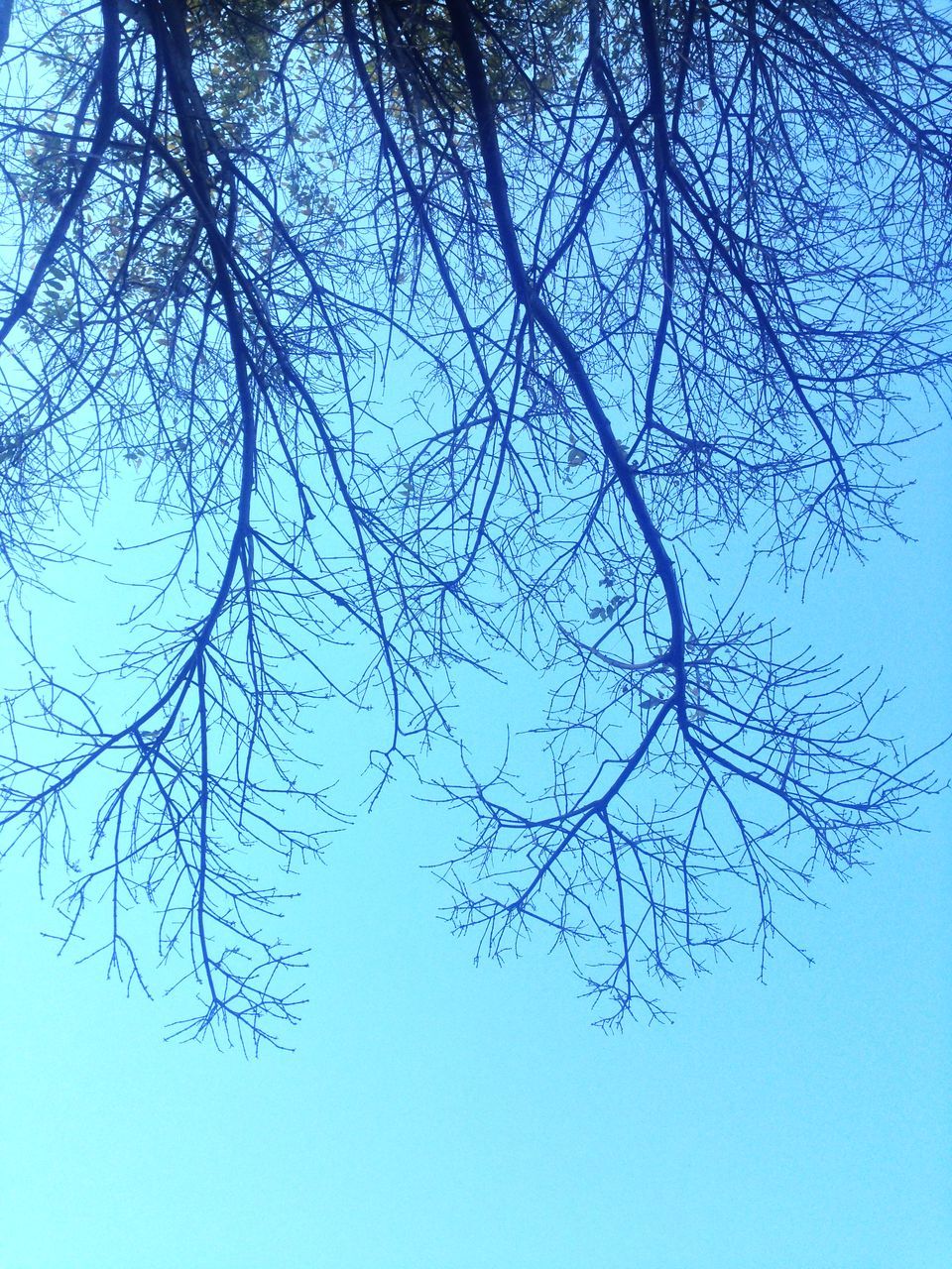 low angle view, branch, bare tree, tree, clear sky, blue, nature, tranquility, beauty in nature, sky, growth, scenics, outdoors, day, no people, copy space, high section, tranquil scene, sunlight, silhouette