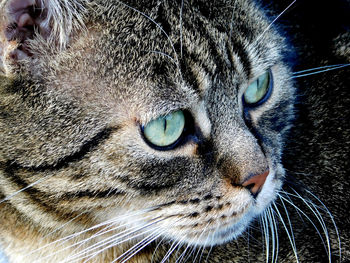 Close-up portrait of a cat