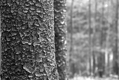 Close-up of ivy on tree