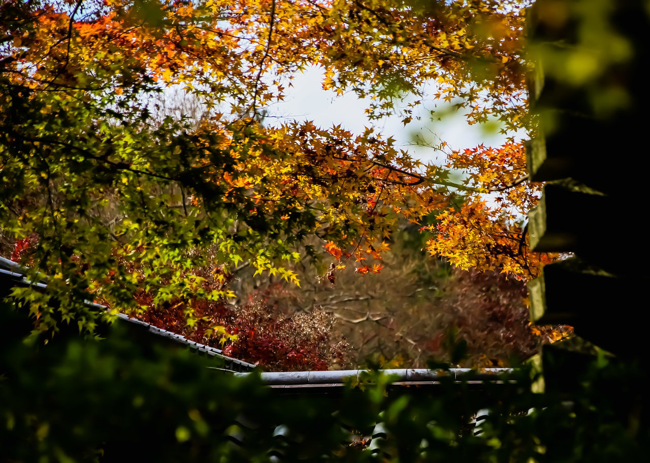 CLOSE-UP OF AUTUMNAL BY TREE AGAINST PLANTS