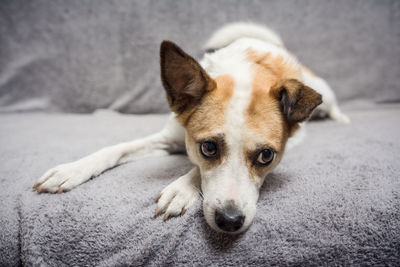 Close-up portrait of dog resting