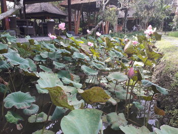 View of plants