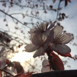 Low angle view of blooming tree