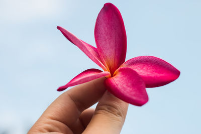 Close-up of hand holding flower