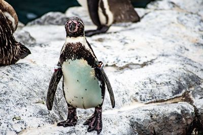 Portrait of penguin on rock during winter