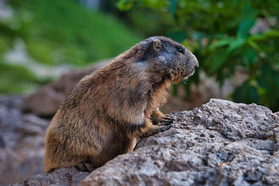 Marmot on rock