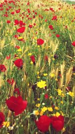 Red poppy blooming in field