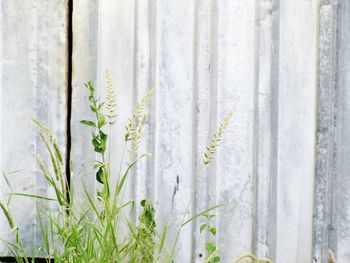 Close-up of plant growing outdoors