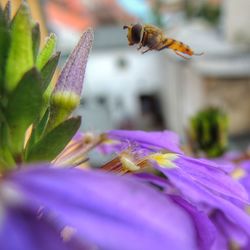 Close-up of insect on flower