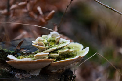 Close-up of fresh green leaves