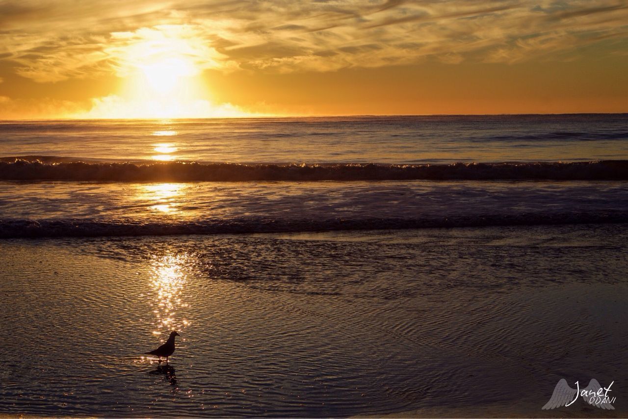 SILHOUETTE OF BIRDS ON BEACH AGAINST SKY DURING SUNSET