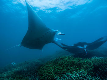 Close-up of fish manta ray in sea