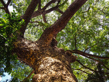 Low angle view of trees in forest