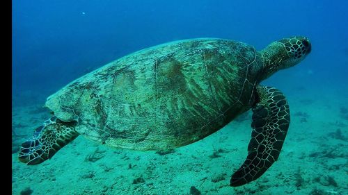 Fish swimming in sea