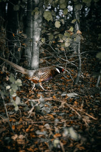 View of birds in forest