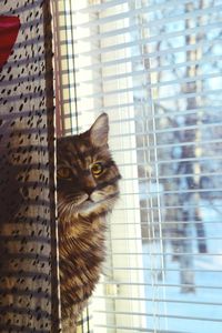 Close-up of cat