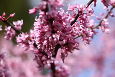 Close-up of cherry blossoms