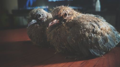 Close-up of a bird at home