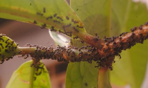 Close-up of insect on plant