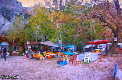 Heap of trees in market