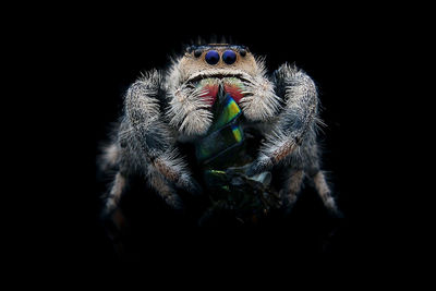 Close-up of spider over black background