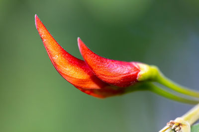 Close-up of red rose flower