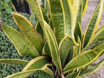 Close-up of fresh green plant