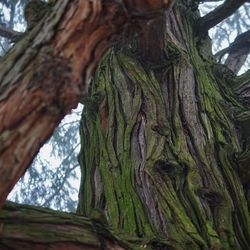 Close-up of tree trunk