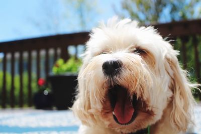 Close-up portrait of dog