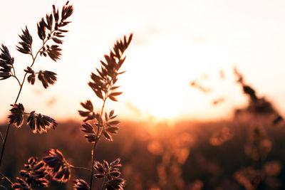 Close-up of flowers growing in field against sky