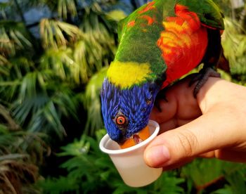 Close-up of a hand holding a bird