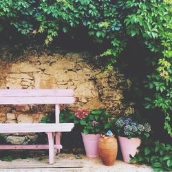 Potted plants in yard
