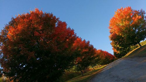 Autumn trees against clear sky