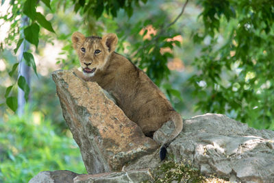 Portrait of cub sitting on rock