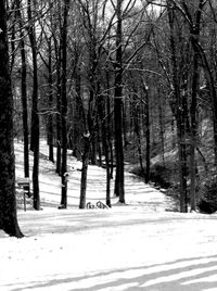 Snow covered trees in forest