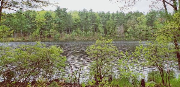 Scenic view of lake in forest against sky