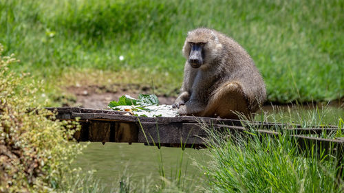 Monkey sitting on wood