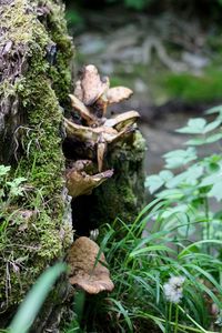 Close-up of mushroom growing in forest