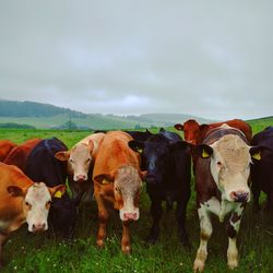 Cows on field against sky