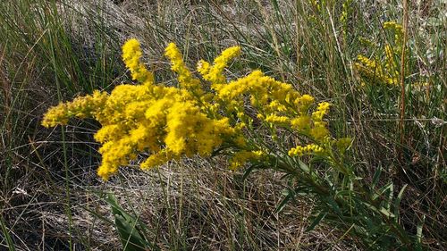 Close-up of yellow flowering plant on land