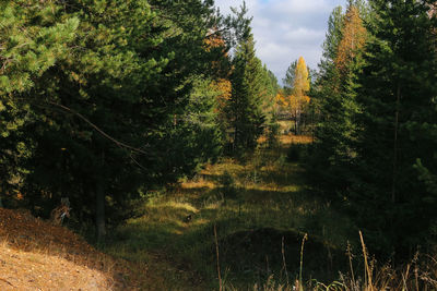 Trees in forest against sky